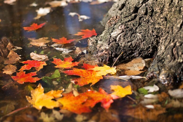 Herbstblätter im Wasser